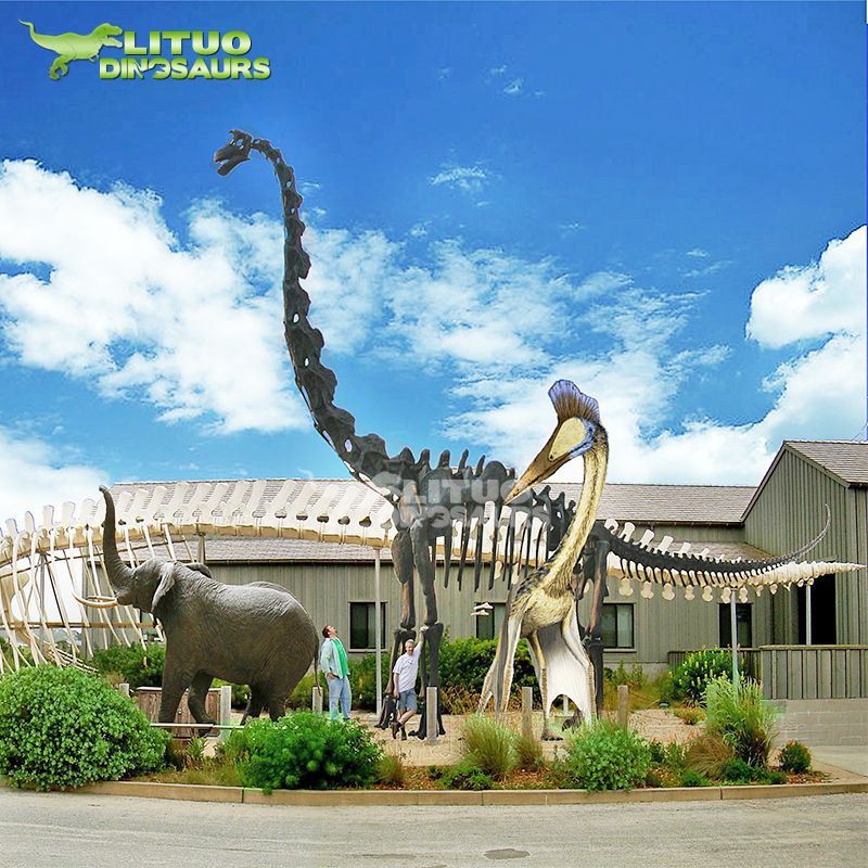 3Giant Size Dinosaur Skeleton Brachiosarus(001)