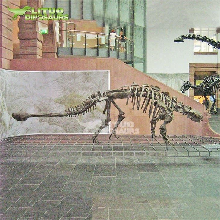 4Artificial Dinosaur Skeleton Ankylosaurus(001)