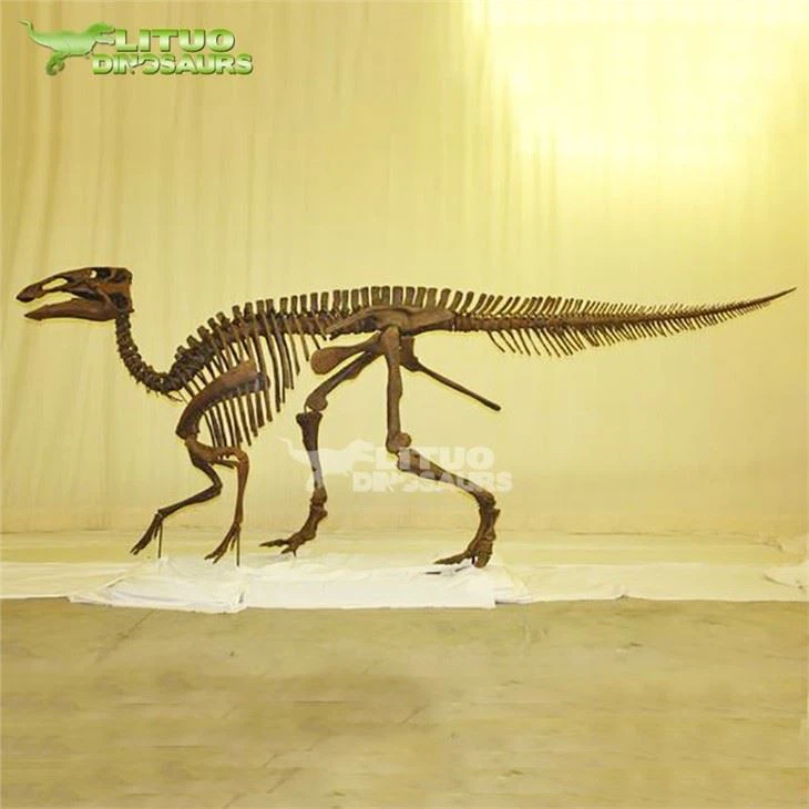 3Hadrosaurus Skeleton(001)